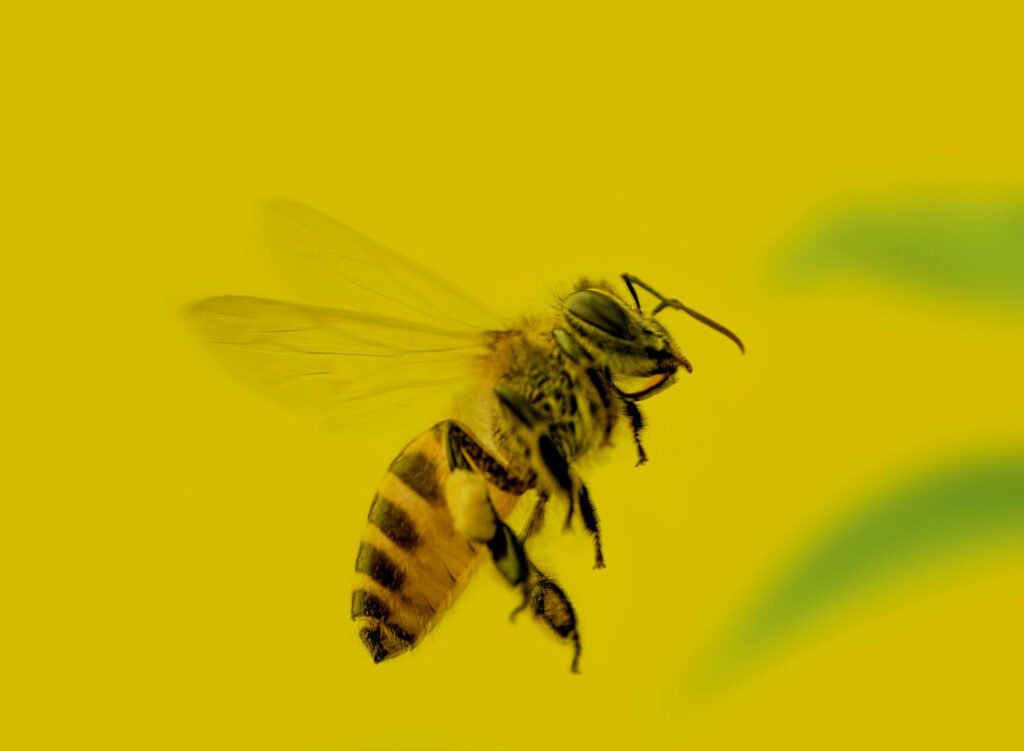 Understanding animal communication through waggle dance of bees.