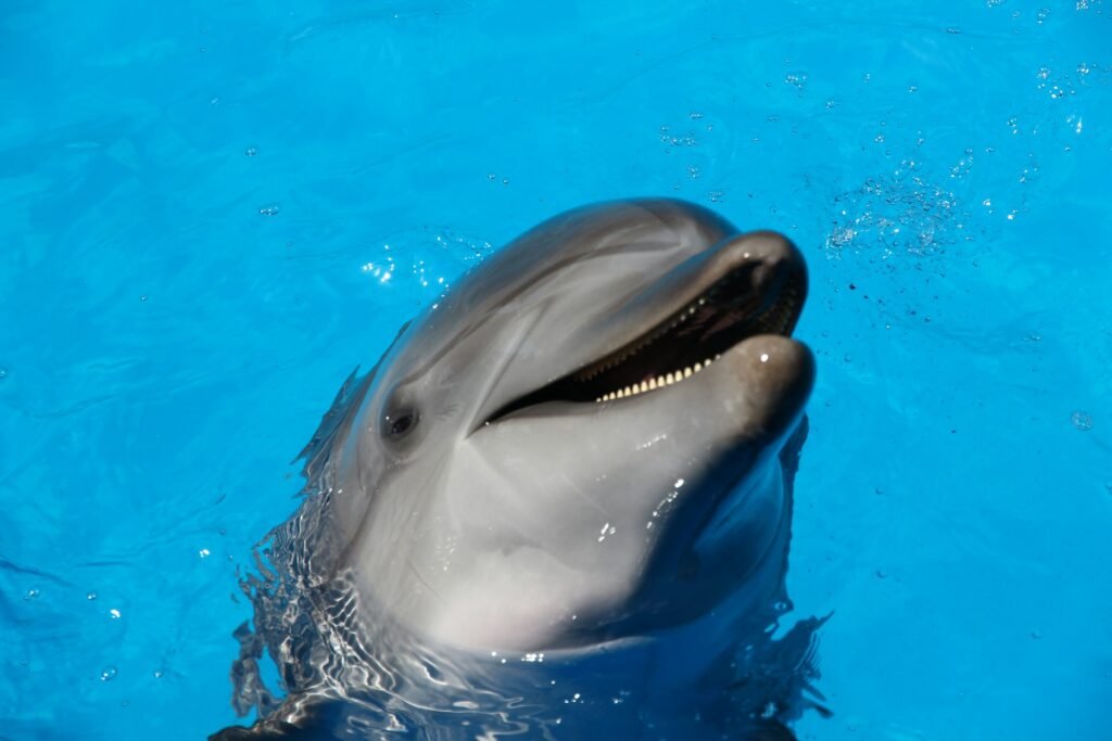 Understanding animal communication through Dolphin whistles.